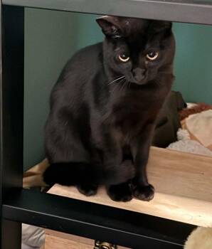 Remi -  Domestic Short Hair Cat for Adoption in Anchorage, Alaska - Remi | PetCurious