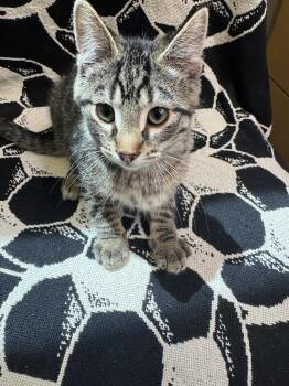 Flack -  Domestic Short Hair Cat for Adoption in Waterloo, Iowa - Flack | PetCurious