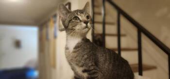 Nugget -  Domestic Short Hair Cat for Adoption in Richmond, Virginia - Nugget | PetCurious