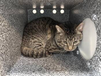 Fasah -  Domestic Short Hair Cat for Adoption in New York, New York - Fasah | PetCurious