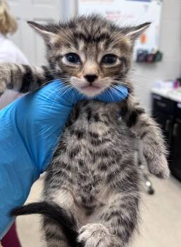 Dot -  Domestic Short Hair Cat for Adoption in Cincinnati, Ohio - Dot | PetCurious
