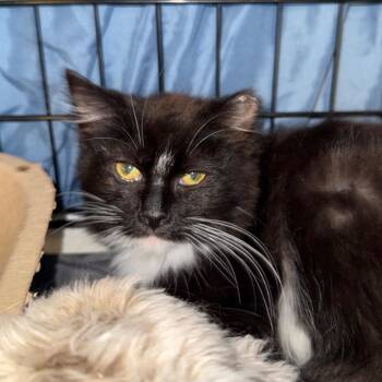 Riley -  Domestic Medium Hair Cat for Adoption in Spokane, Washington - Riley | PetCurious