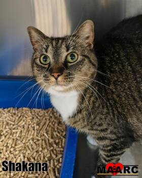 Shakana -  Domestic Short Hair Cat for Adoption in Maryville, Tennessee - Shakana | PetCurious