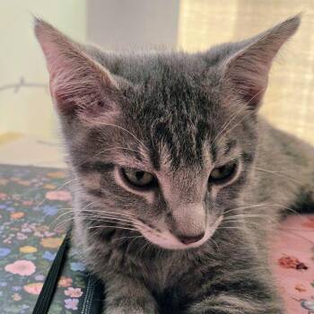 Oaxaca -  Domestic Short Hair Cat for Adoption in Laramie, Wyoming - Oaxaca | PetCurious