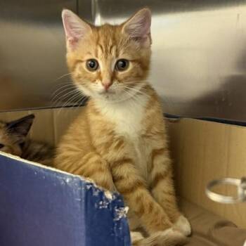 Pistachio -  Domestic Short Hair Cat Available for Adoption in Richmond, Virginia - Pistachio | PetCurious