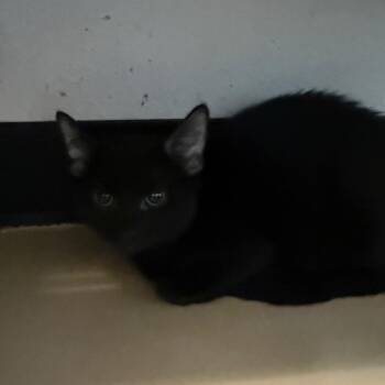 Scotty - Chino Hills Location -  Domestic Short Hair Cat for Adoption in Chino Hills, California - Scotty - Chino Hills Location | PetCurious