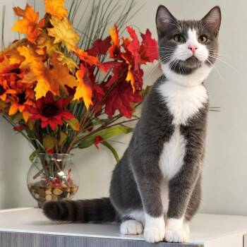 Huebert -  Domestic Short Hair Cat for Adoption in Syosset, New York - Huebert | PetCurious