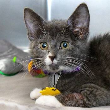 MOONDANCER -  Domestic Short Hair Cat for Adoption in St. Louis, Missouri - MOONDANCER | PetCurious