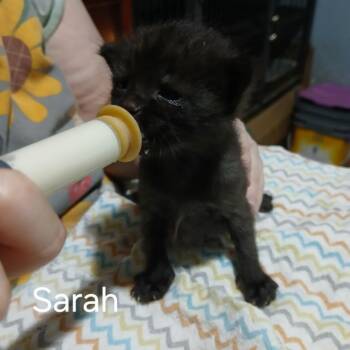 Sarah -  Domestic Short Hair Cat for Adoption in Gainesville, Florida - Sarah | PetCurious