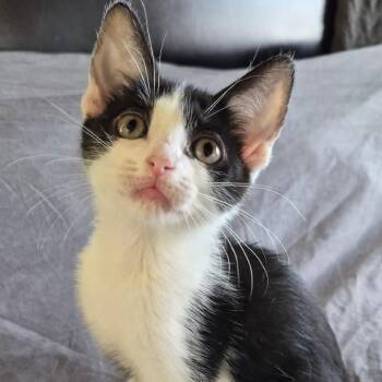 Good Charlotte -  Domestic Short Hair Cat for Adoption in Matteson, Illinois - Good Charlotte | PetCurious