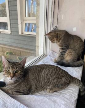 Rescue Domestic Short Hair Cats for Adoption in Hamilton, Ontario - H Kittens | PetCurious