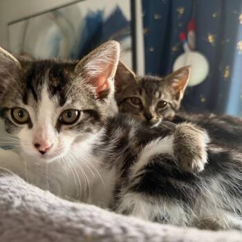 1 Pied Piper -  Domestic Short Hair Cat for Adoption in Puslinch, Ontario - 1 Pied Piper | PetCurious