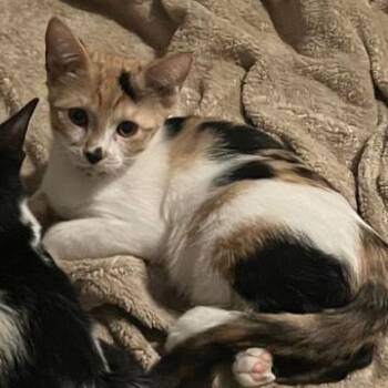 Rescue Domestic Short Hair Cats for Adoption in Liverpool, Texas - Nico | PetCurious