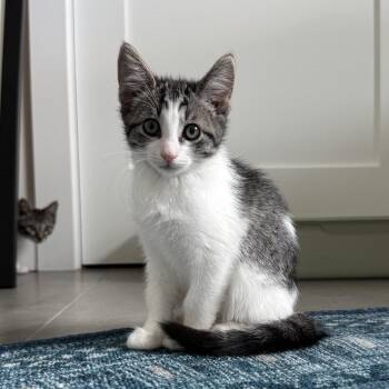 Roxette -  Domestic Short Hair Cat for Adoption in San Diego, California - Roxette | PetCurious