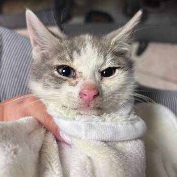 Blaze -  Domestic Short Hair Cat for Adoption in New York, New York - Blaze | PetCurious