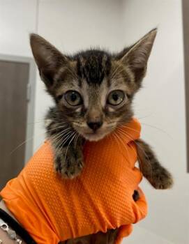 CRUSH -  Domestic Short Hair Cat for Adoption in Baytown, Texas - CRUSH | PetCurious