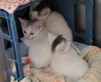 Domestic Medium Hair and Domestic Short Hair Cats Available for Adoption in Anchorage, Alaska - ATHOS | PetCurious