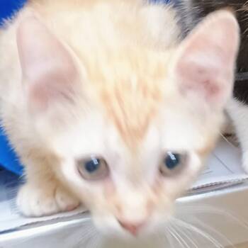 Lovey -  Domestic Short Hair Cat for Adoption in Palestine, Texas - Lovey | PetCurious