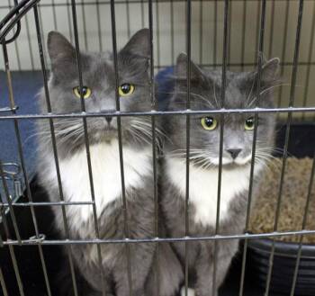 Monkey and Moose -  Domestic Medium Hair Cat for Adoption in Mansfield, Massachusetts - Monkey And Moose | PetCurious