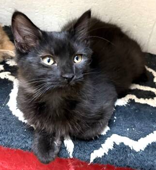 Mason -  Domestic Long Hair Cat for Adoption in Columbus, Ohio - Mason | PetCurious