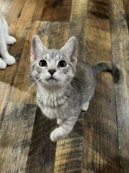 Rescue Domestic Short Hair and Tabby Cats for Adoption in Campbellsville, Kentucky - Choco | PetCurious