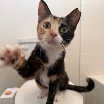 Domestic Short Hair Cats Available for Adoption in Denver, Colorado - Sasha Houston | PetCurious
