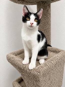 Tallulah -  Domestic Short Hair Cat for Adoption in Rio Linda, California - Tallulah | PetCurious
