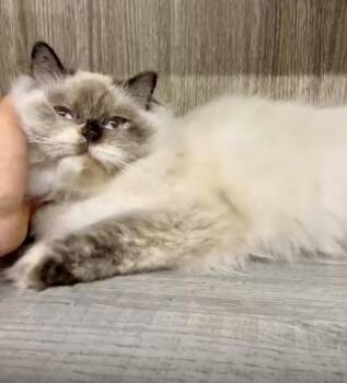 Luna, the Gorgeous Himalayan Girl -  Persian and Domestic Long Hair Cat for Adoption in Franklin Township, New Jersey - Luna, The Gorgeous Himalayan Girl | PetCurious