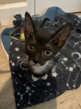 Rescue Domestic Short Hair Cats for Adoption in Tampa, Florida - Jerome | PetCurious