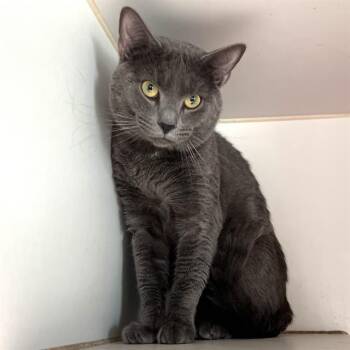 STEWART -  Domestic Short Hair Cat for Adoption in Methuen, Massachusetts - STEWART | PetCurious