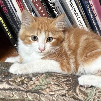 Thurman Merman -  Domestic Long Hair Cat for Adoption in Pendleton, Oregon - Thurman Merman | PetCurious