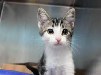 TESSIE -  Domestic Short Hair Cat for Adoption in Palo Alto, California - TESSIE | PetCurious