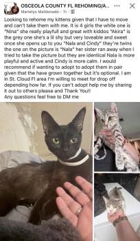 Domestic Short Hair Cats Available for Adoption in Alafaya, Florida - Nina | PetCurious