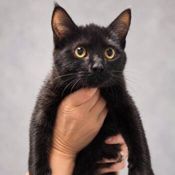 WILL FERRELL -  Domestic Short Hair Cat for Adoption in Cranston, Rhode Island - WILL FERRELL | PetCurious