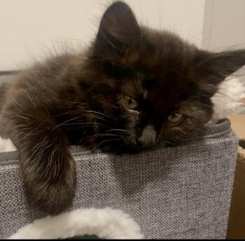 Orzo -  Domestic Medium Hair Cat for Adoption in Walled Lake, Michigan - Orzo | PetCurious