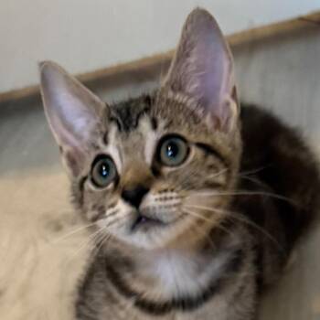 Princess -  Domestic Short Hair Cat for Adoption in Titusville, Florida - Princess | PetCurious
