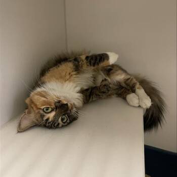 Rescue Domestic Short Hair Cats for Adoption in Long Beach, California - Kitetsu | PetCurious