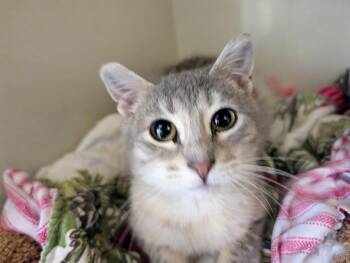Domestic Short Hair Cats Available for Adoption in Blue Earth, Minnesota - Shamrock | PetCurious