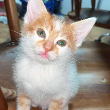 Pockets -  Domestic Short Hair Cat for Adoption in Midland, Texas - Pockets | PetCurious