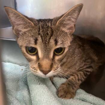 Panini -  Domestic Short Hair Cat for Adoption in Fall River, Massachusetts - Panini | PetCurious