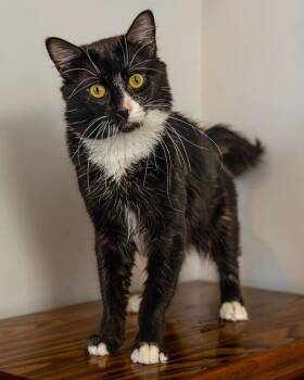 Leonardo -  Maine Coon and Domestic Medium Hair Cat for Adoption in Oradell, New Jersey - Leonardo | PetCurious