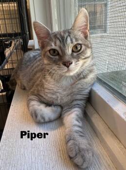 Rescue Domestic Short Hair Cats for Adoption in Manistee, Michigan - Piper | PetCurious
