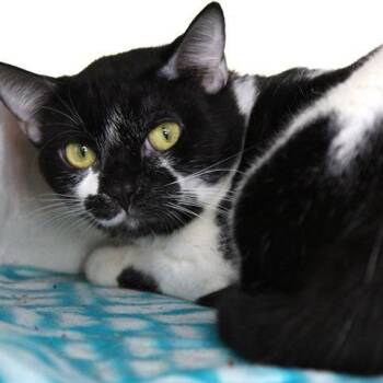 Corey -  Domestic Short Hair Cat for Adoption in Hopkinton, Massachusetts - Corey | PetCurious