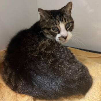 Dragula -  Domestic Short Hair Cat for Adoption in Bloomington, Illinois - Dragula | PetCurious