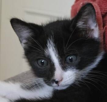 Rescue Tuxedo and Domestic Short Hair Cats for Adoption in North Highlands, California - Okuda | PetCurious