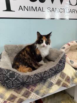 Domestic Long Hair Cats Available for Adoption - Nova | PetCurious