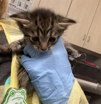 Domestic Short Hair Cats Available for Adoption in Las Vegas, Nevada - BRIAR PATCH | PetCurious