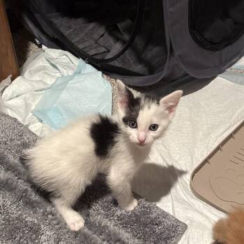 Sylvester -  Domestic Short Hair Cat for Adoption in Overland Park, Kansas - Sylvester | PetCurious