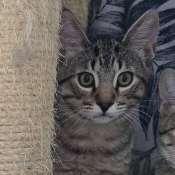 Egg -  Domestic Short Hair Cat for Adoption in Saint Paul, Minnesota - Egg | PetCurious