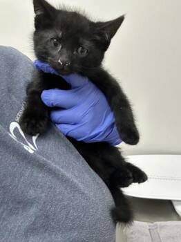 Astronaut -  Domestic Short Hair Cat for Adoption in Sacramento, California - Astronaut | PetCurious